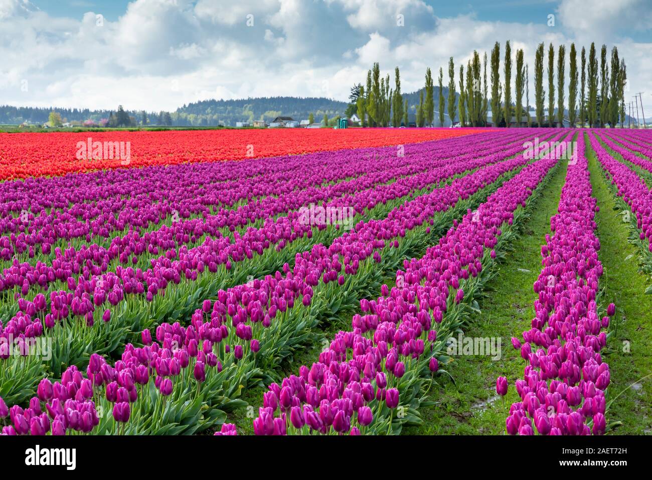Blooming tulip fields in Skagit Valley, near Mount Vernon, Washington, USA. Stock Photo