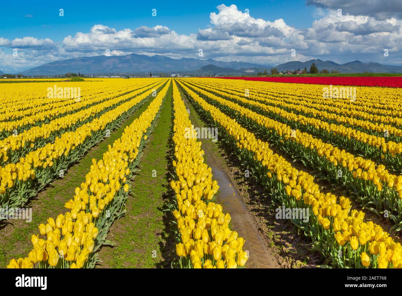 Blooming tulip fields in Skagit Valley, near Mount Vernon, Washington, USA. Stock Photo