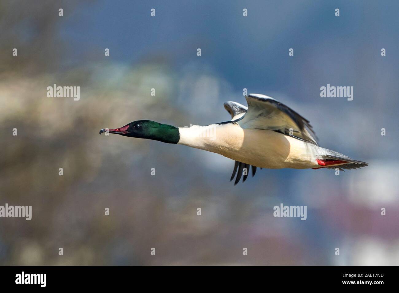 Freiflug hi-res stock photography and images - Alamy