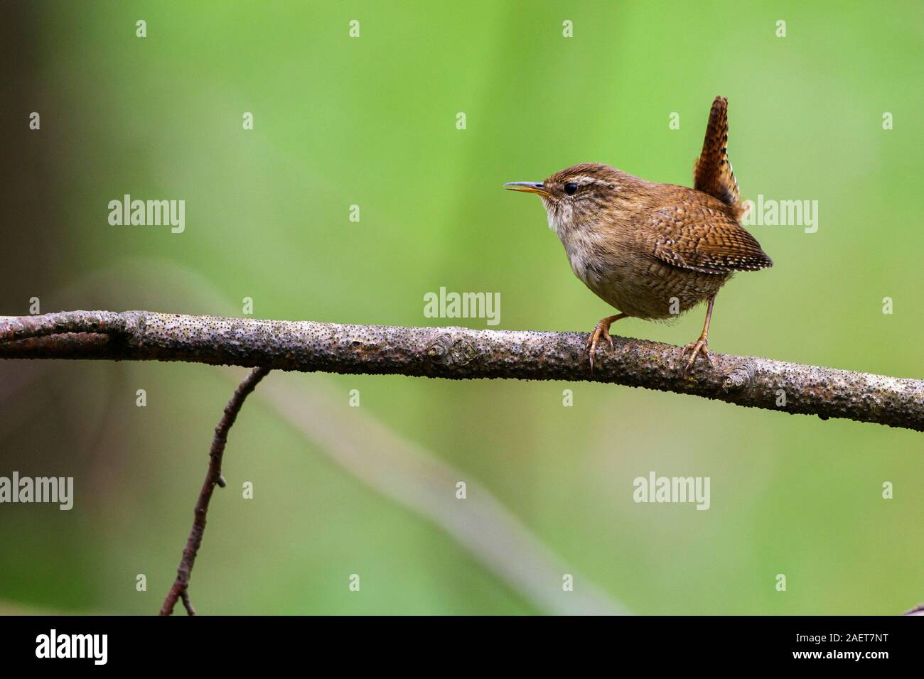 Zaunkönig (Troglodytes troglodytes) Stock Photo