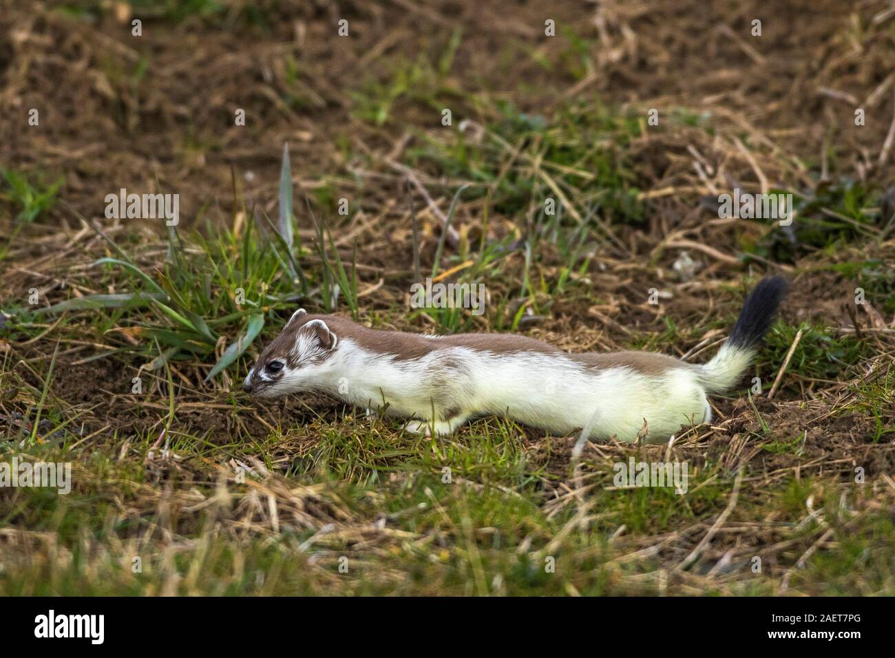 52+ Hermelin Im Garten, Sowohl tagsüber als auch nachts sind
