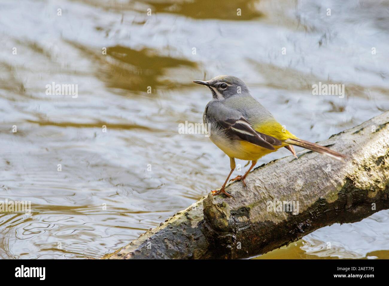 Gebirgsstelze (Motacilla cinerea) Männchen Stock Photo