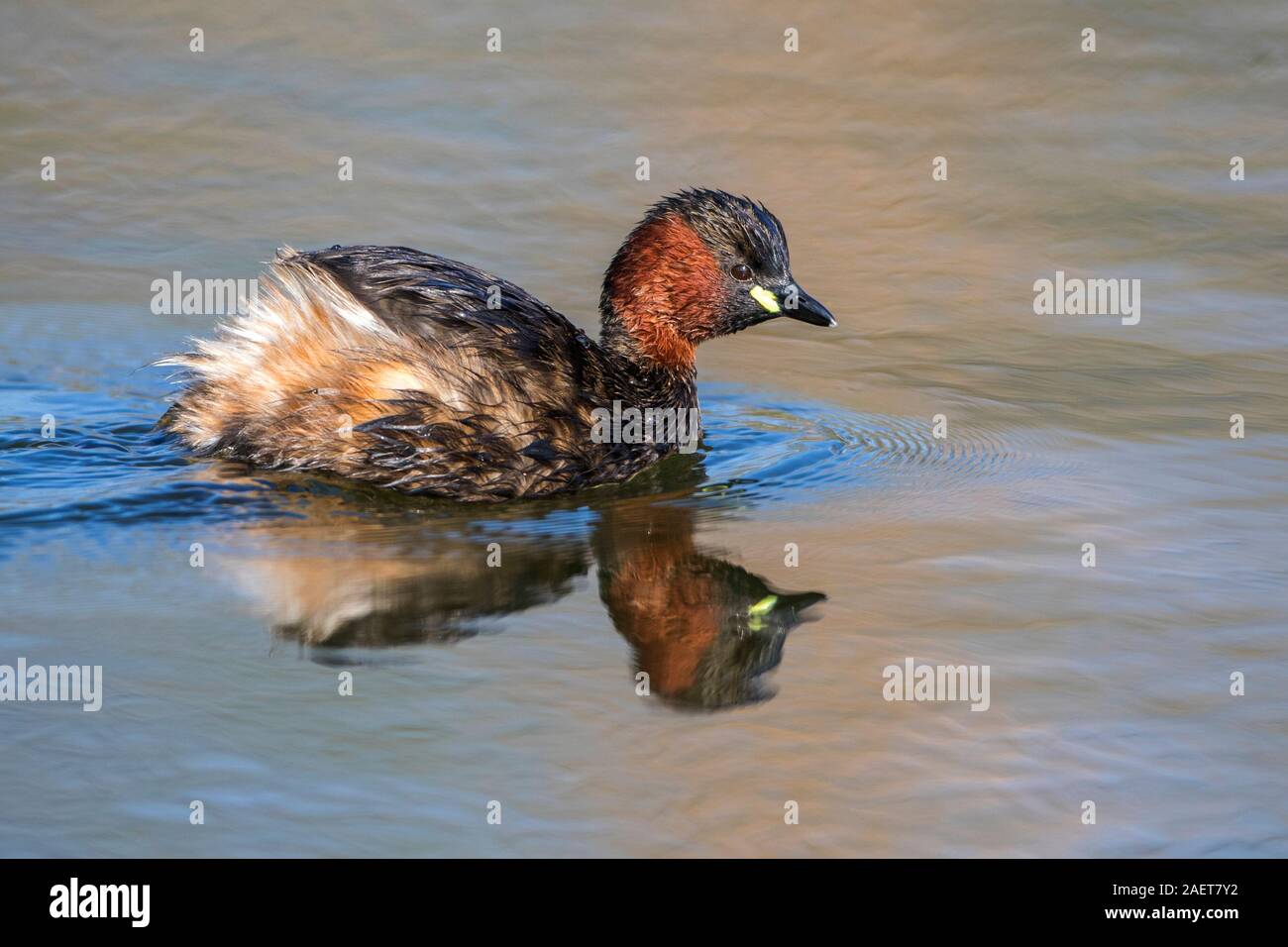 Zwergtaucher (Tachybaptus ruficollis) Stock Photo