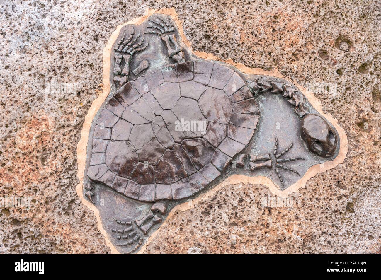 Melbourne, Australia - November 16, 2009: Closeup of Skeleton of turtle with spread legs set in beige brown stone in park. Stock Photo