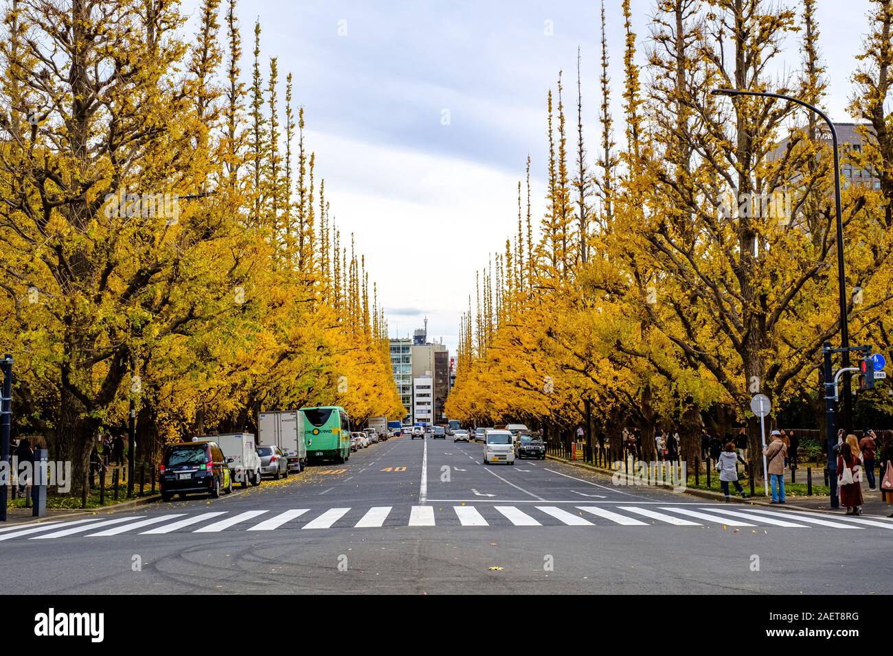 Autumn with the ginkgo trees in Tokyo Stock Photo