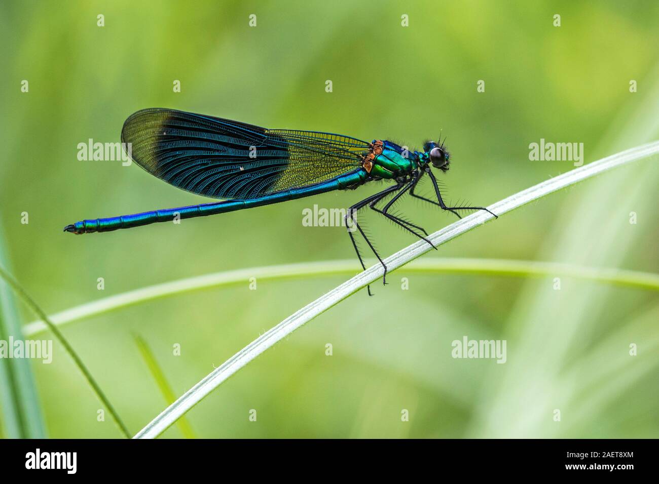 Gebänderte-Prachtlibelle (Calopteryx splendens) Männchen Stock Photo