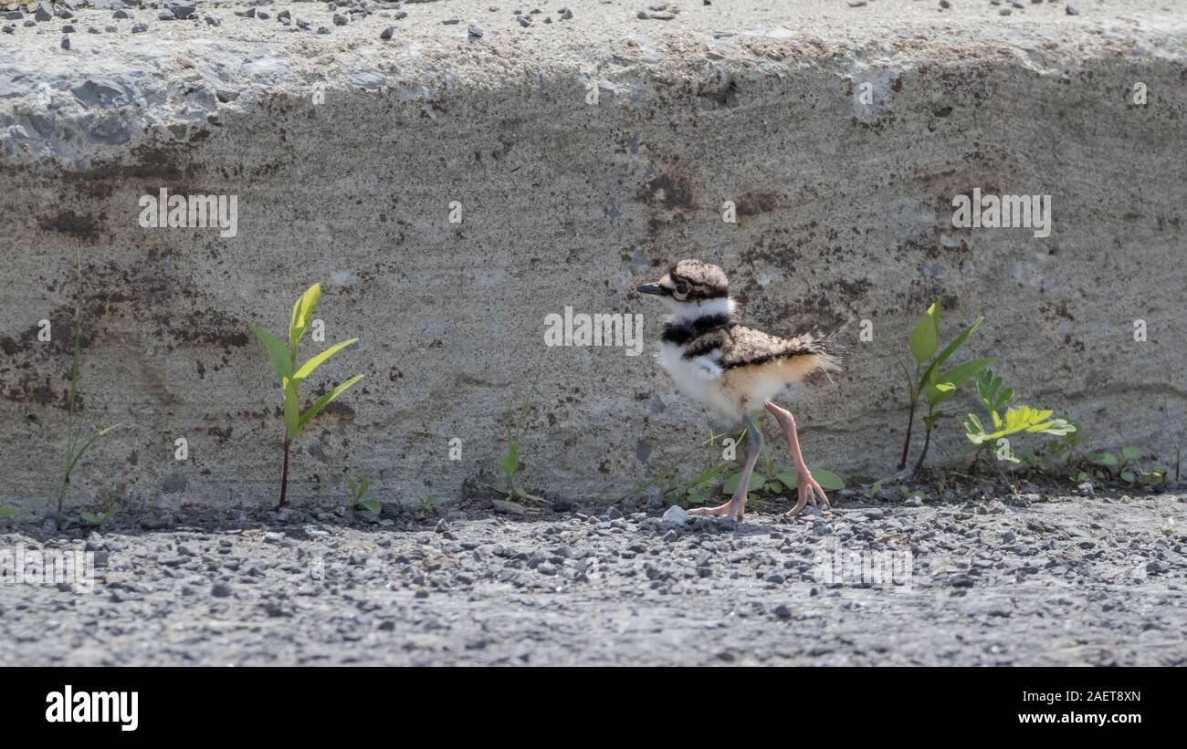 Young baby killdeer bird walking its first steps Stock Photo Alamy