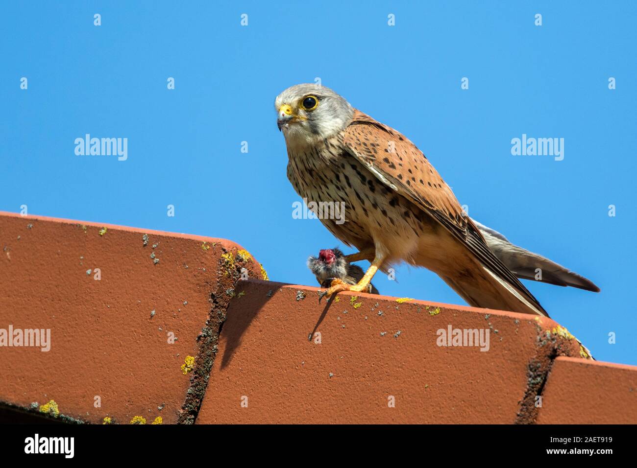 Turmfalke (Falco tinnunculus) Männchen mit Maus Stock Photo