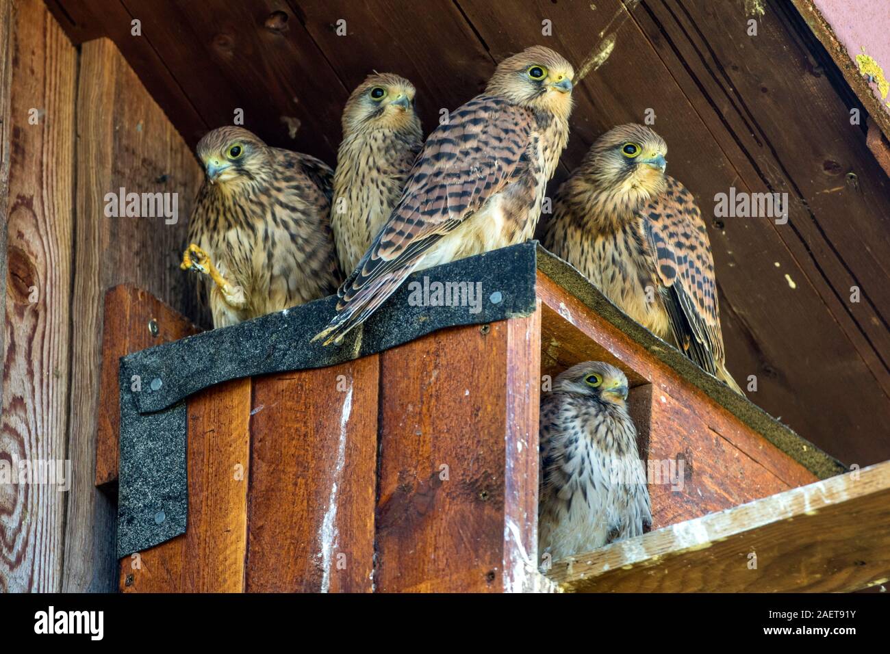Turmfalke (Falco tinnunculus) Jungvögel am Nistkasten Stock Photo