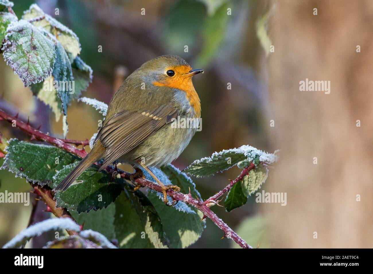 Adulter Stock Photos Adulter Stock Images Alamy