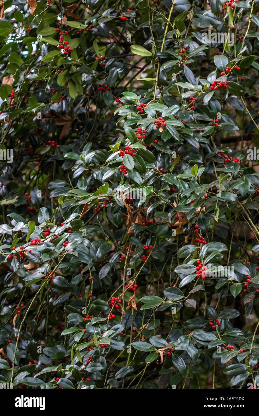 Europäische Stechpalme (Ilex aquifolium) Stock Photo