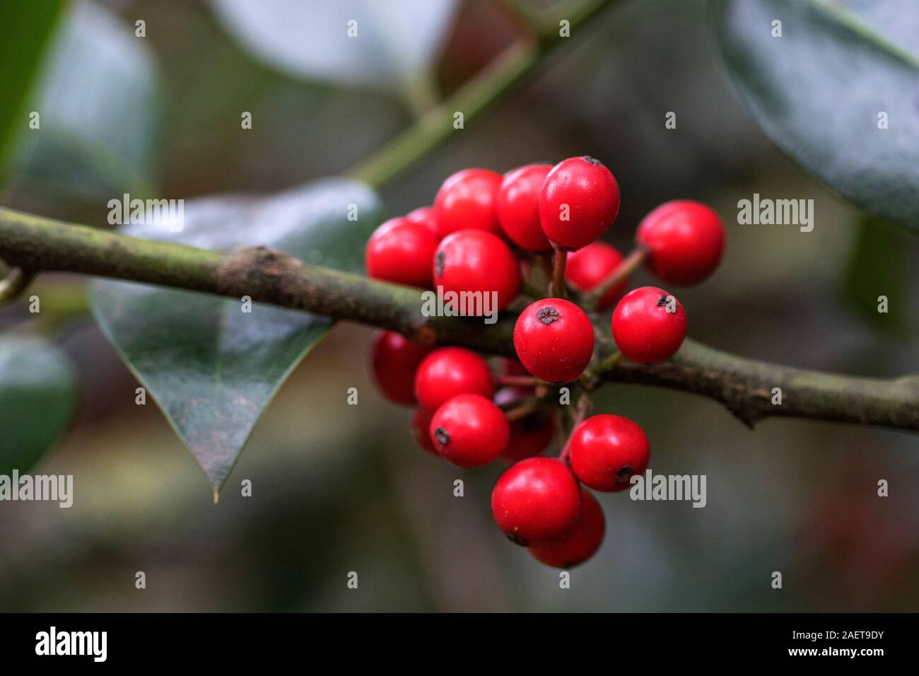 Europäische Stechpalme (Ilex aquifolium) Stock Photo