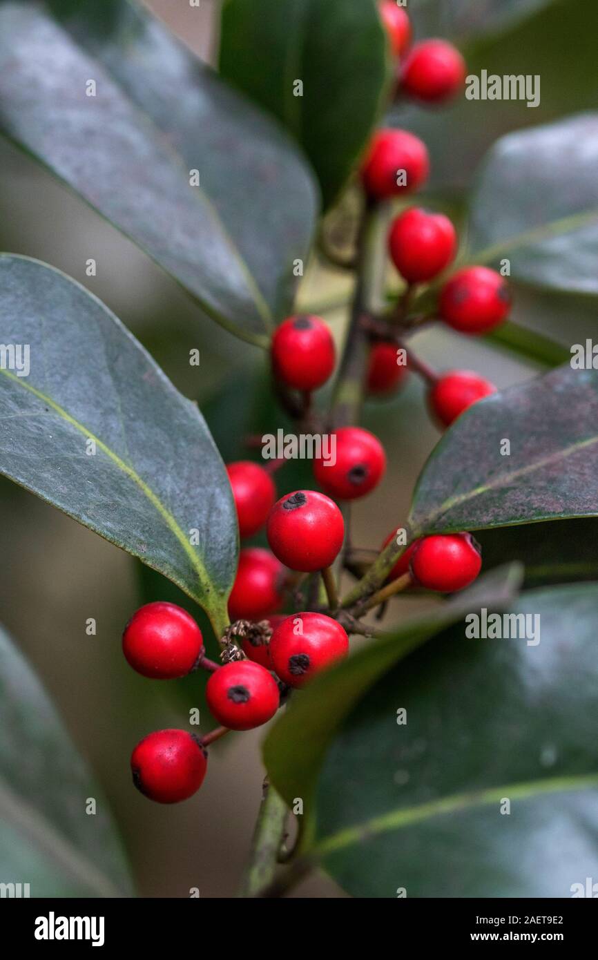 Europäische Stechpalme (Ilex aquifolium) Stock Photo