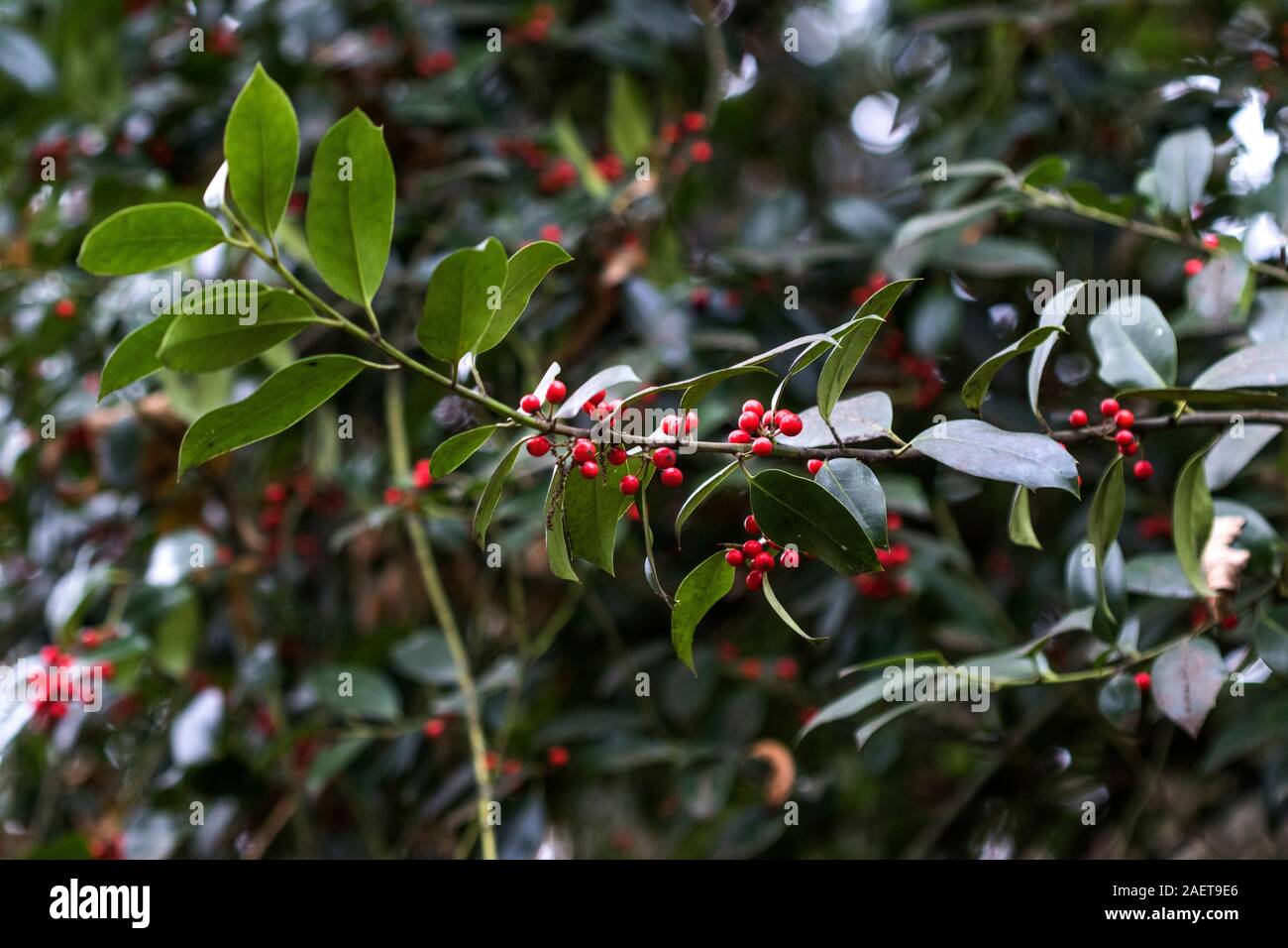 Europäische Stechpalme (Ilex aquifolium) Stock Photo