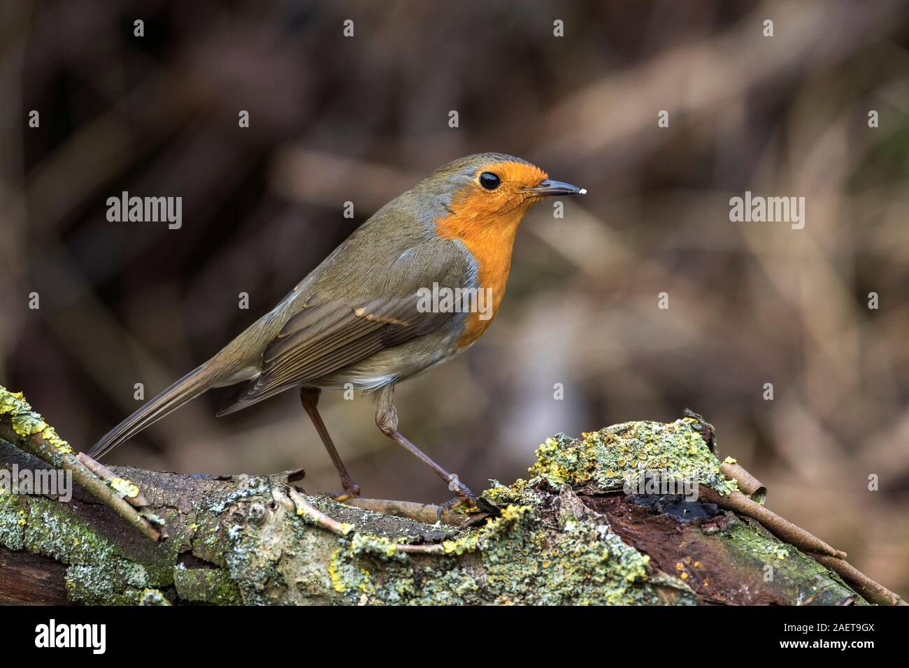 Adulter Stock Photos Adulter Stock Images Alamy