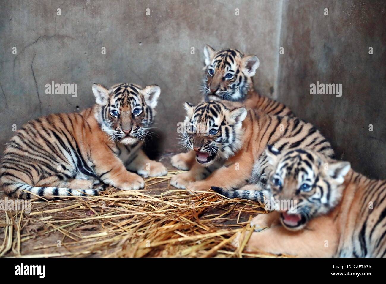 Tiger quadruples born to Bengal tiger Nan Nan have one-month-old ...