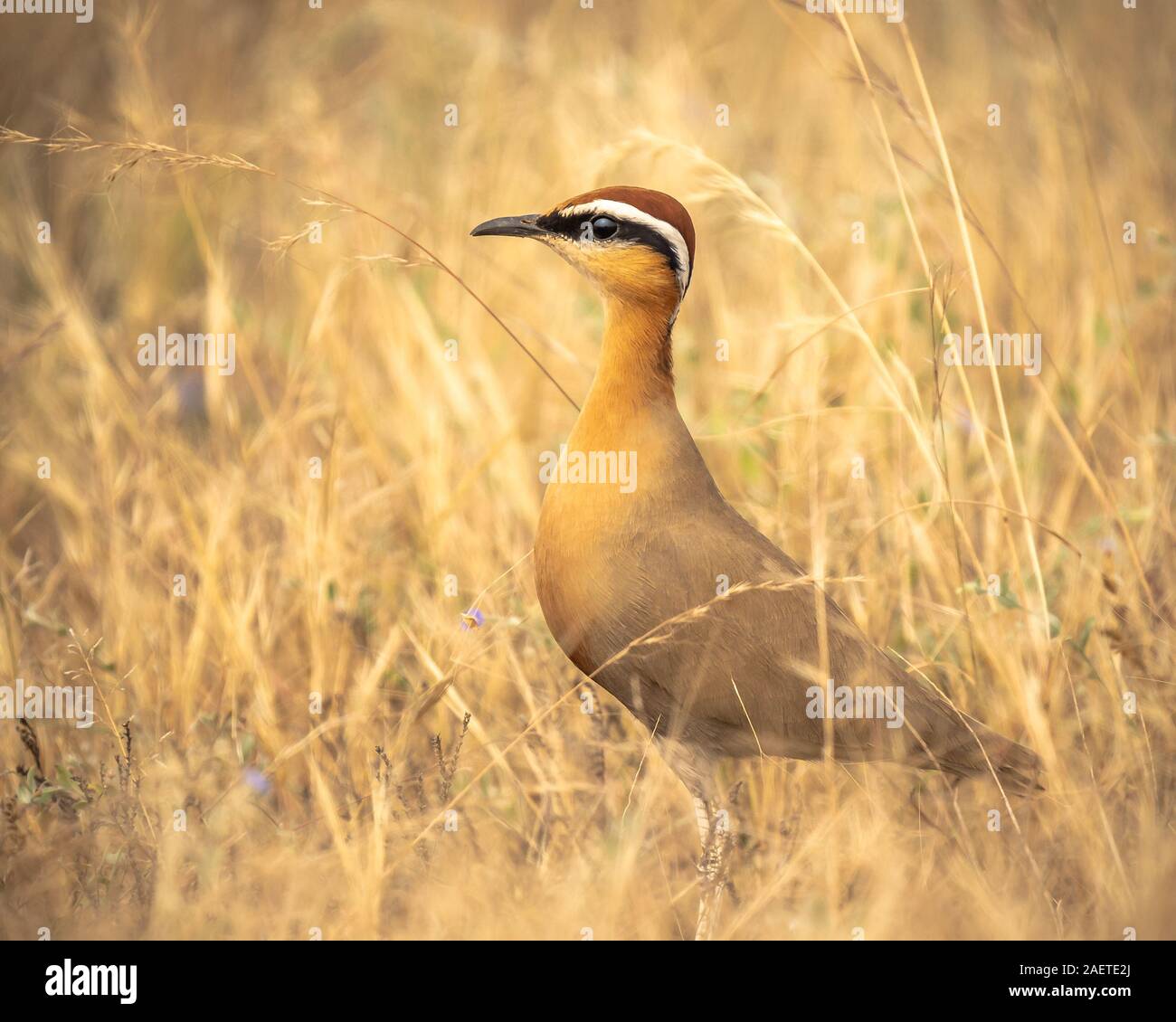 Indian Courser, Cursorius coromandelicus a ground bird resting on ground Stock Photo
