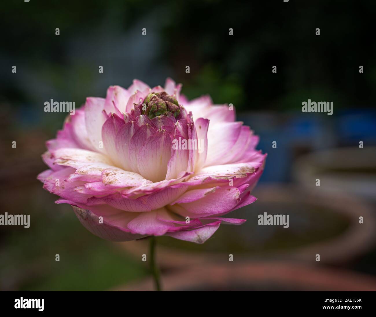 shot of an Isolated rustic bloomed pink lotus flower in green background  Stock Photo