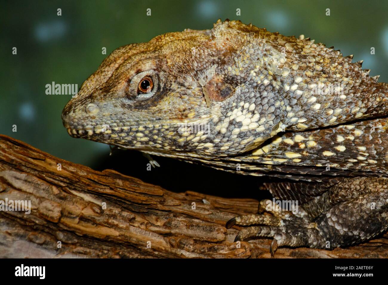 frilled-necked lizard (Chlamydosaurus kingii) on log with frill relaxed Stock Photo