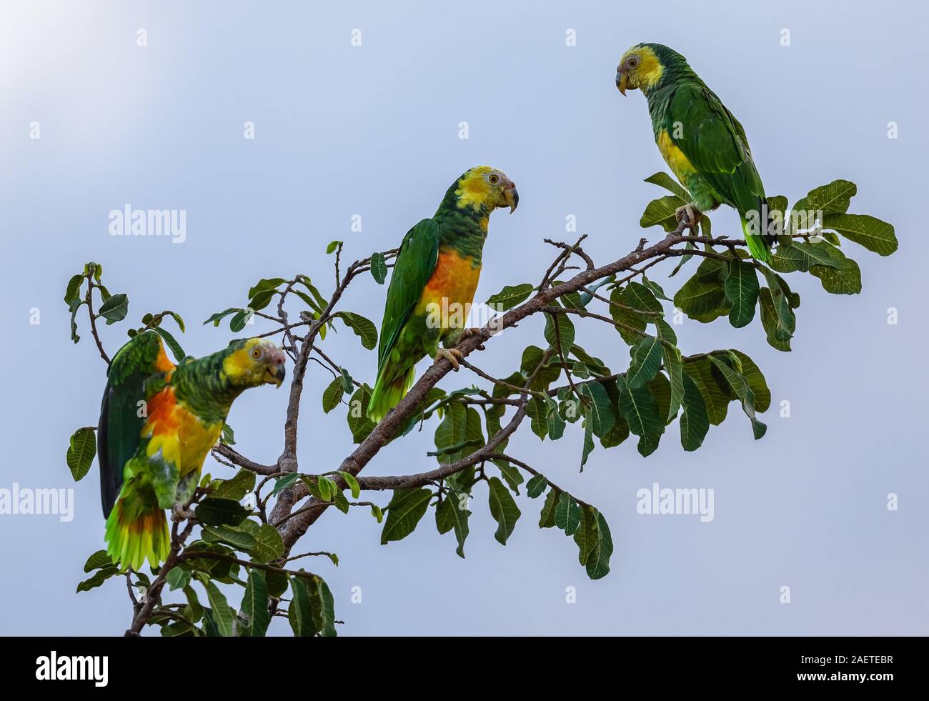 Yellow-faced Parrots (Alipiopsitta xanthops) on their roost. Tocantins, Brazil, South America. Stock Photo