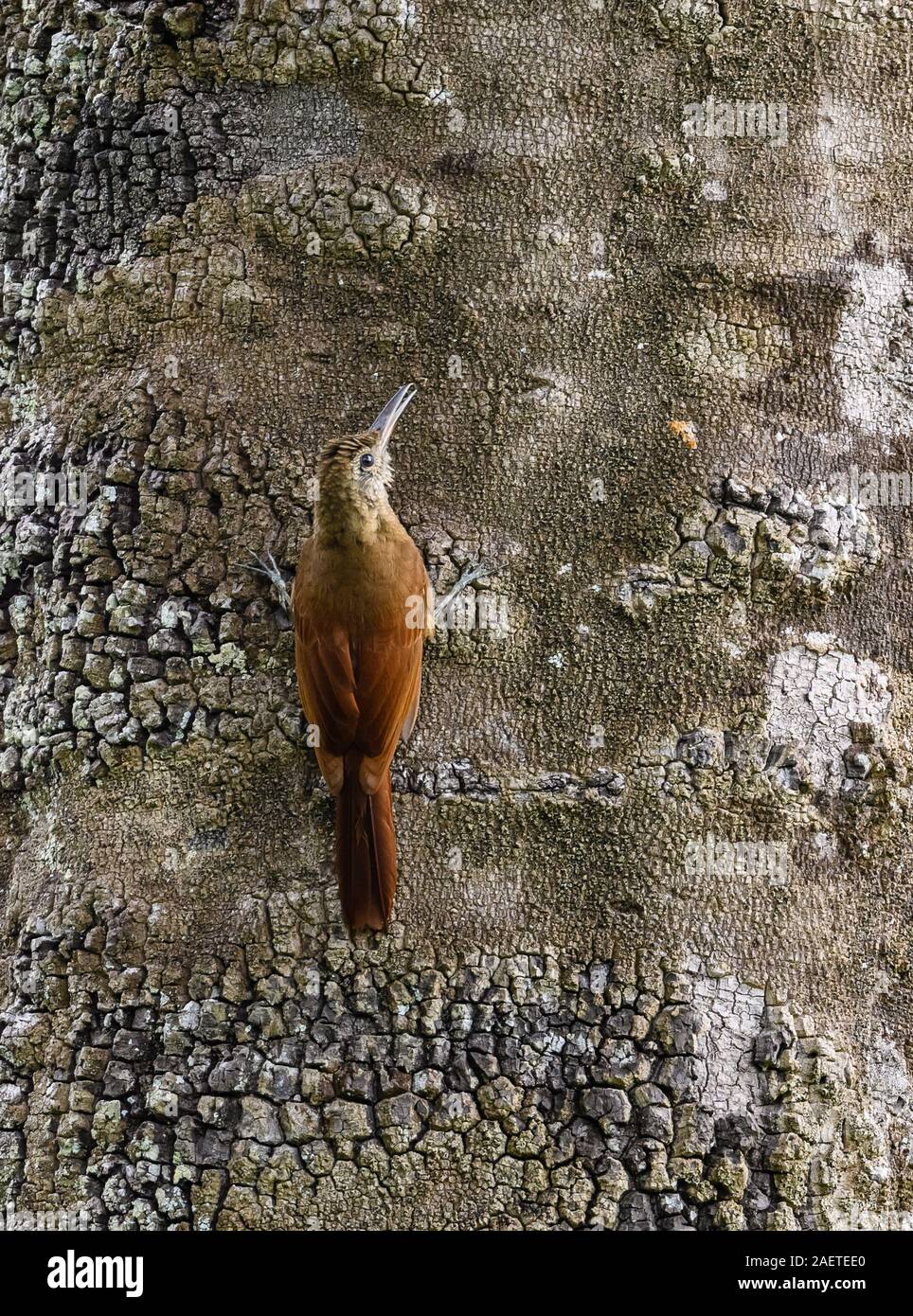An Amazonian Barred-Woodcreeper (Dendrocolaptes certhia) foraging on a tree trunk. Tocantins, Brazil, South America. Stock Photo