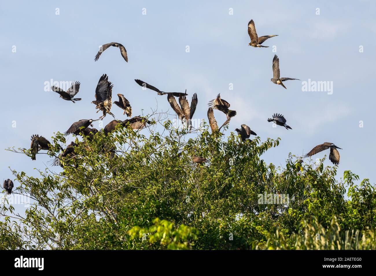 A flock Snail Kites (Rostrhamus sociabilis) flying off their day roost tree. Tocantins, Brazil, South America. Stock Photo