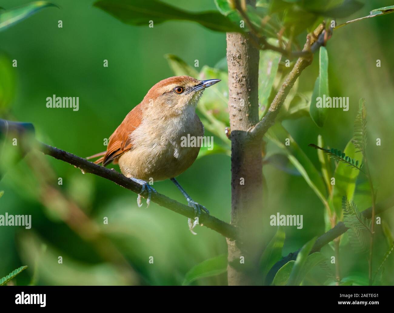 An Araguaia River Spinetail (Certhiaxis undescribed form), or Bananal Spinetail, can only been found around Bananal Island. Tocantins, Brazil. Stock Photo