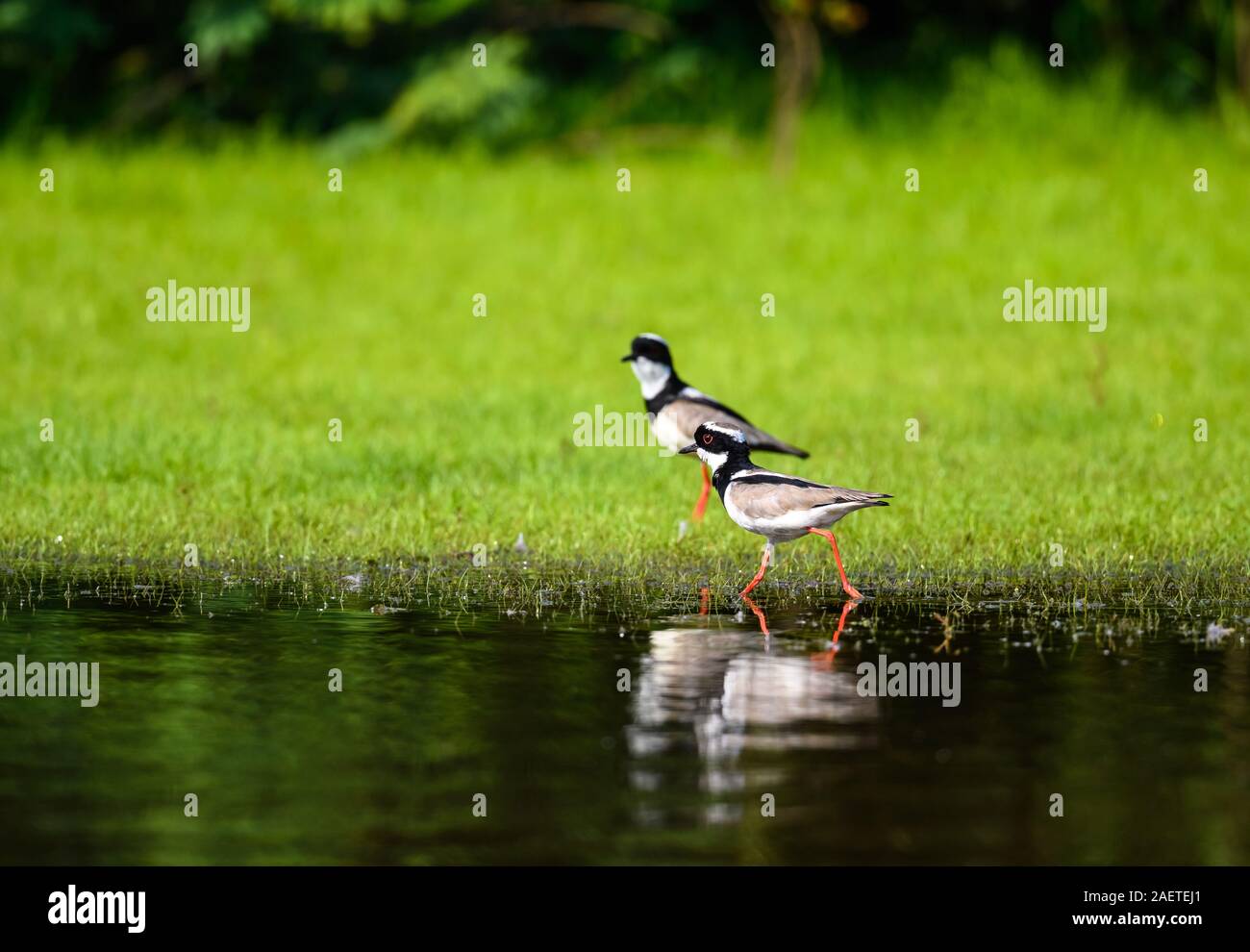 A pair of Pied Lapwing (Vanellus cayanus) walking by the river. Tocantins, Brazil, South America. Stock Photo
