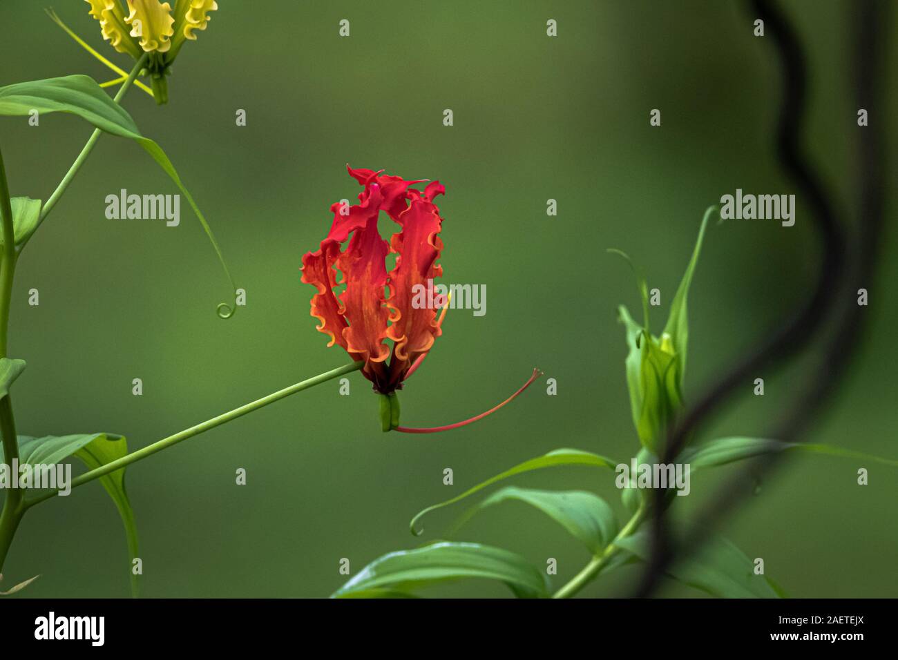 Flower native to india hi-res stock photography and images - Alamy