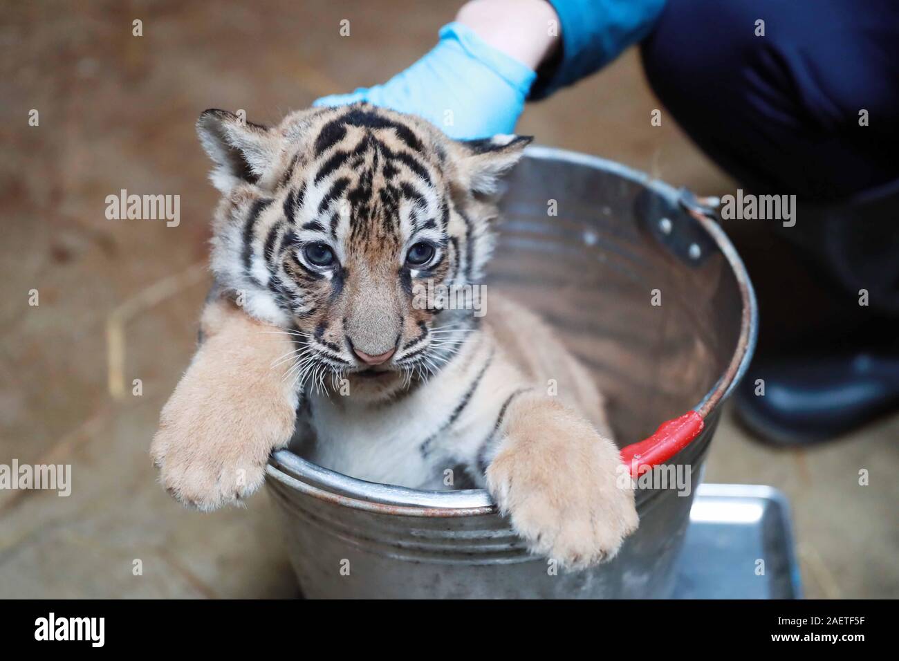 A staff showers a baby tiger in Shanghai Zoo in Shanghai, China, 29 ...