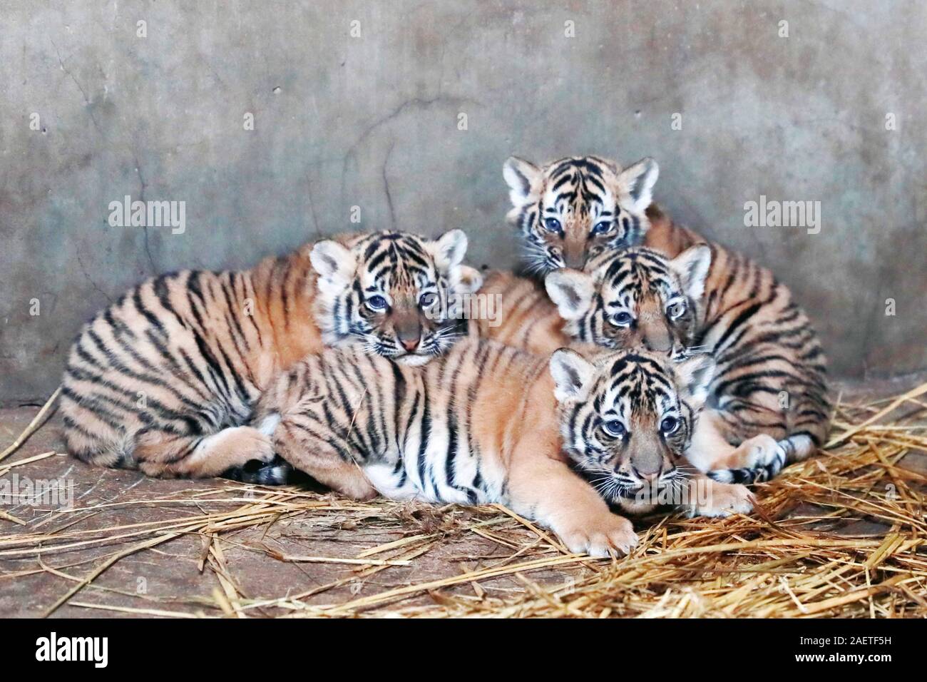 The Bengal tiger Nan Nan and her four baby tigers lay in the Shanghai ...