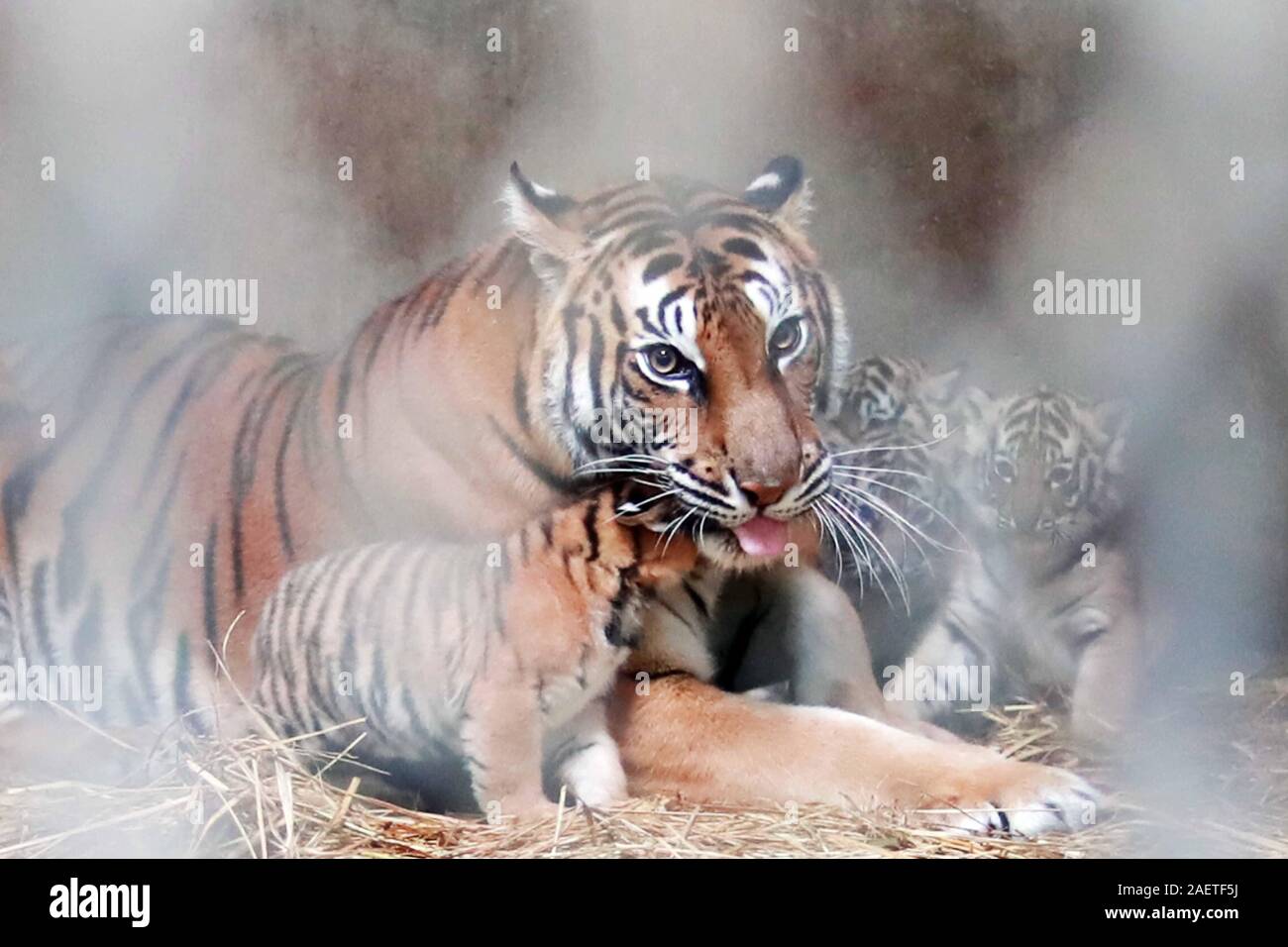 The Bengal tiger Nan Nan and her four baby tigers lay in the Shanghai ...