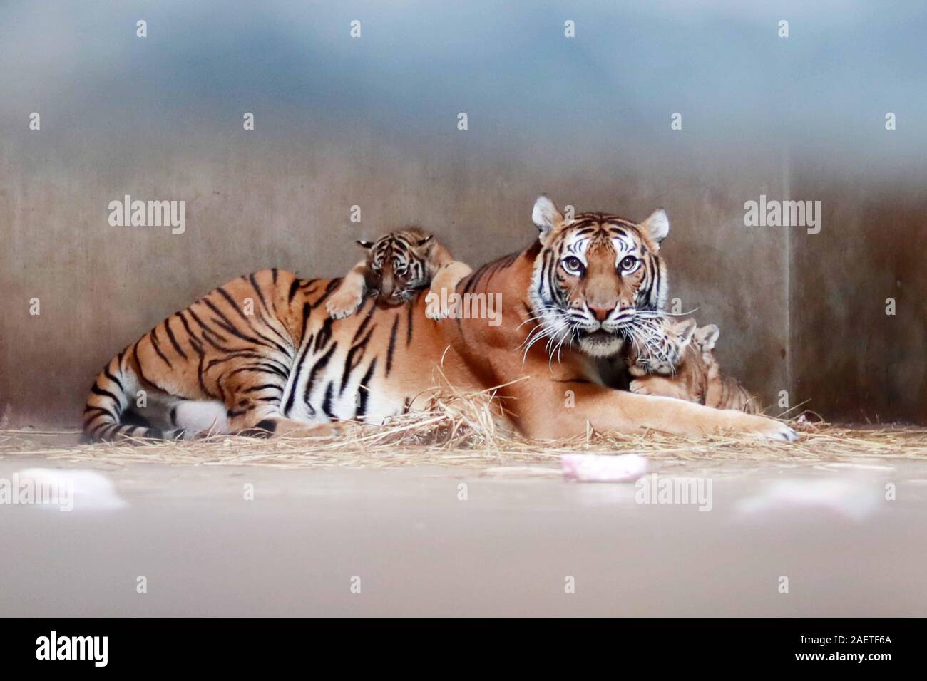 ADORABLE BABY TIGER CUB GLOSSY POSTER PICTURE BANNER bengal animals jungle  2290