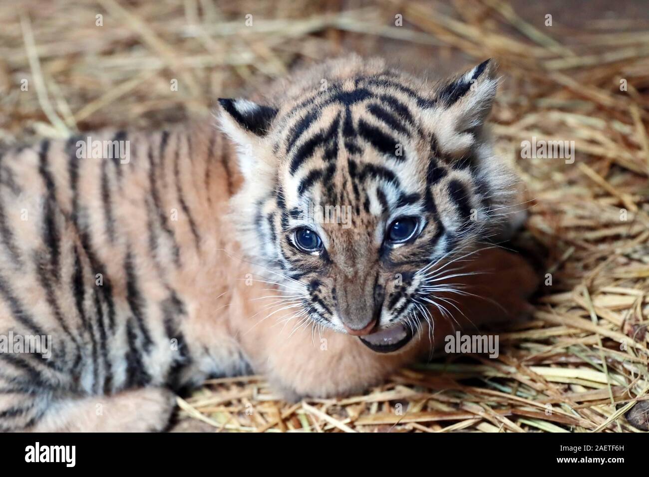 Tiger quadruples born to Bengal tiger Nan Nan have one-month-old ...