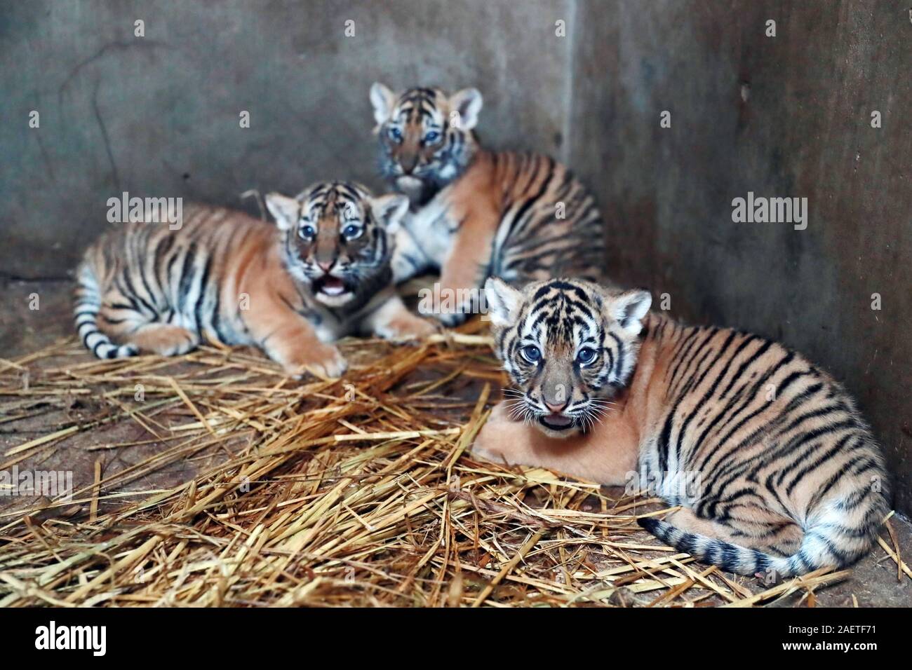 Tiger quadruples born to Bengal tiger Nan Nan have one-month-old ...