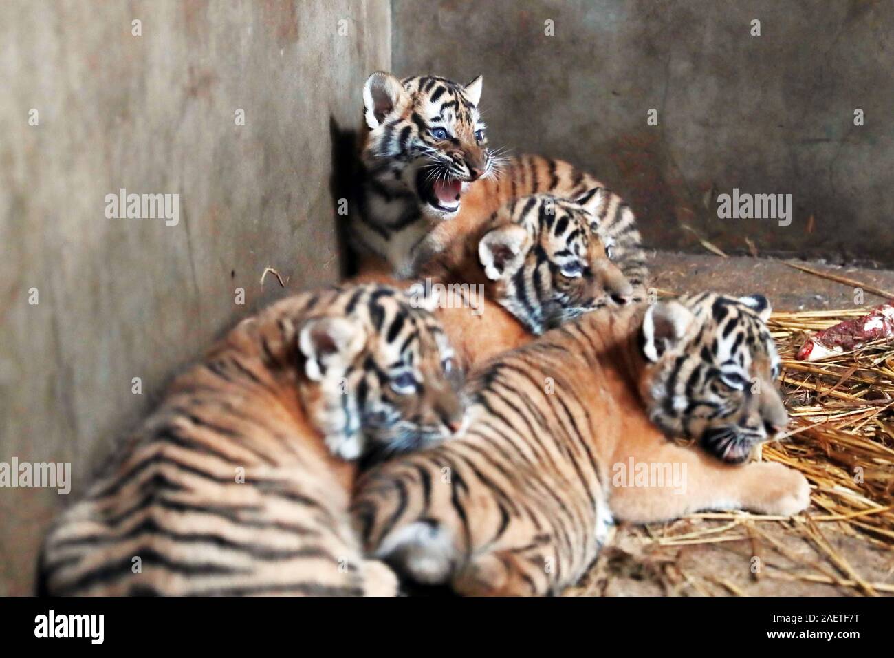 Tiger quadruples born to Bengal tiger Nan Nan have one-month-old ...