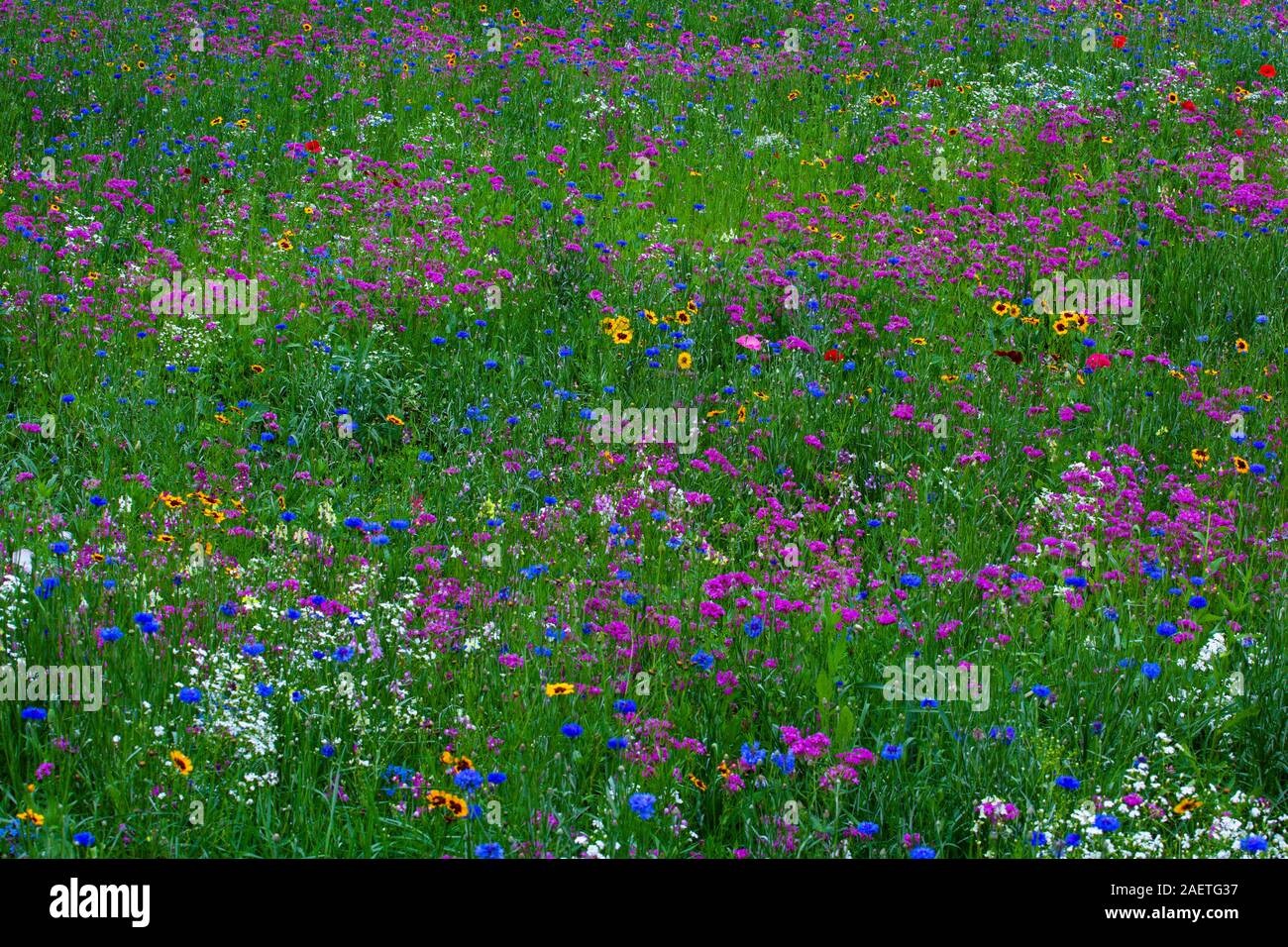 Field of wildflowers, Quebec, Canada Stock Photo Alamy