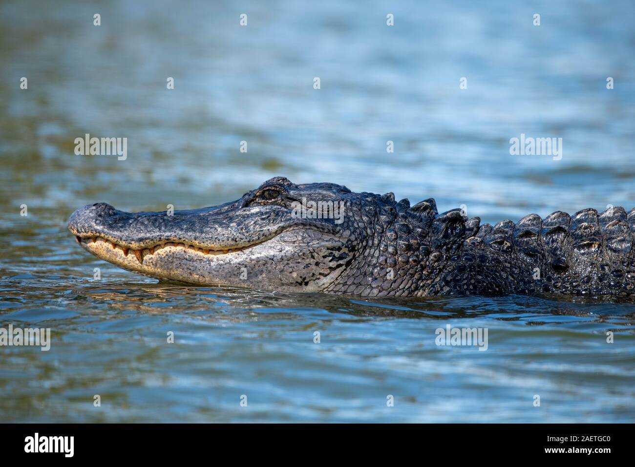 American alligator (Alligator mississippiensis), swimming in water, animal portrait, Atchafalaya Basin, Louisiana, USA Stock Photo