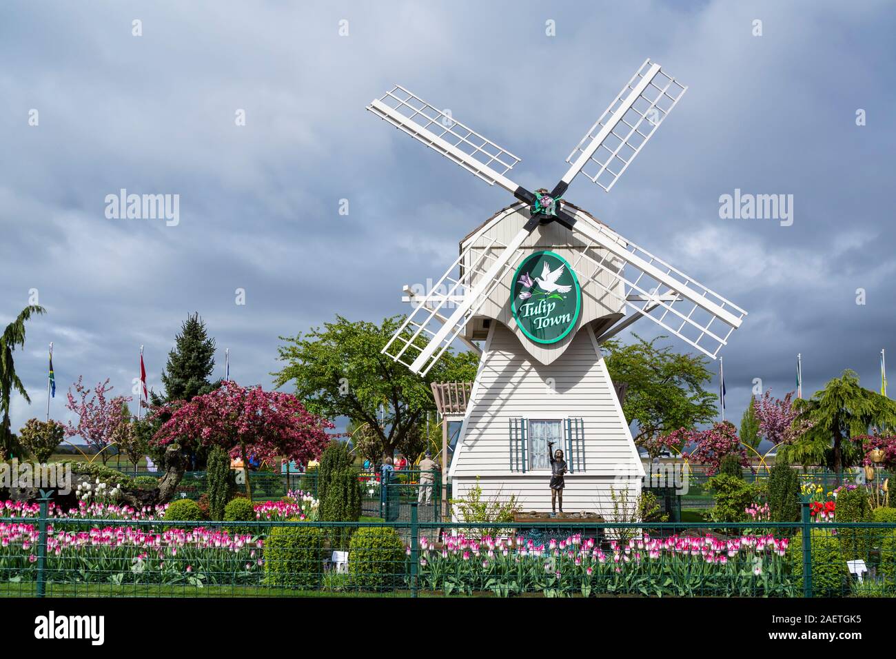 The windmill at Tulip Town in the Skagit Valley, Mount Vernon, Washington, USA. Stock Photo
