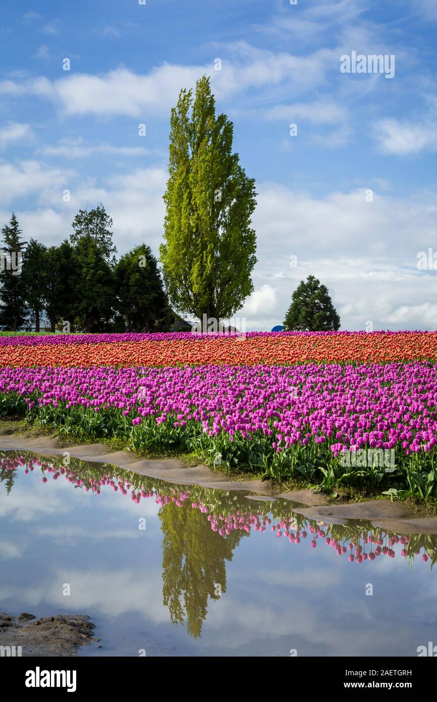 Roozengaarde tulip bulb fields near Mount Vernon, Washington, USA. Stock Photo