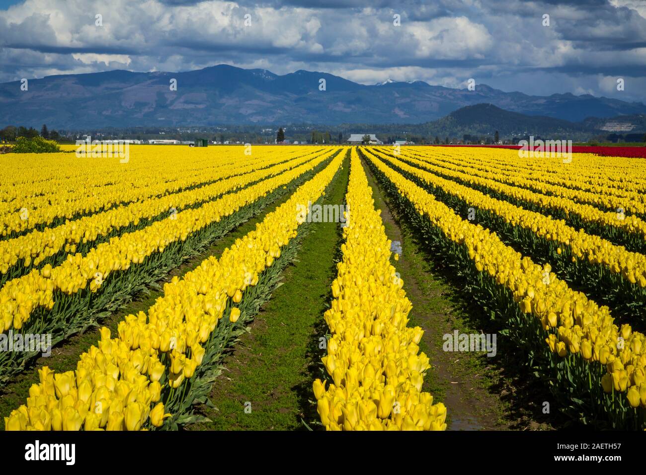 Roozengaarde tulip bulb fields near Mount Vernon, Washington, USA. Stock Photo