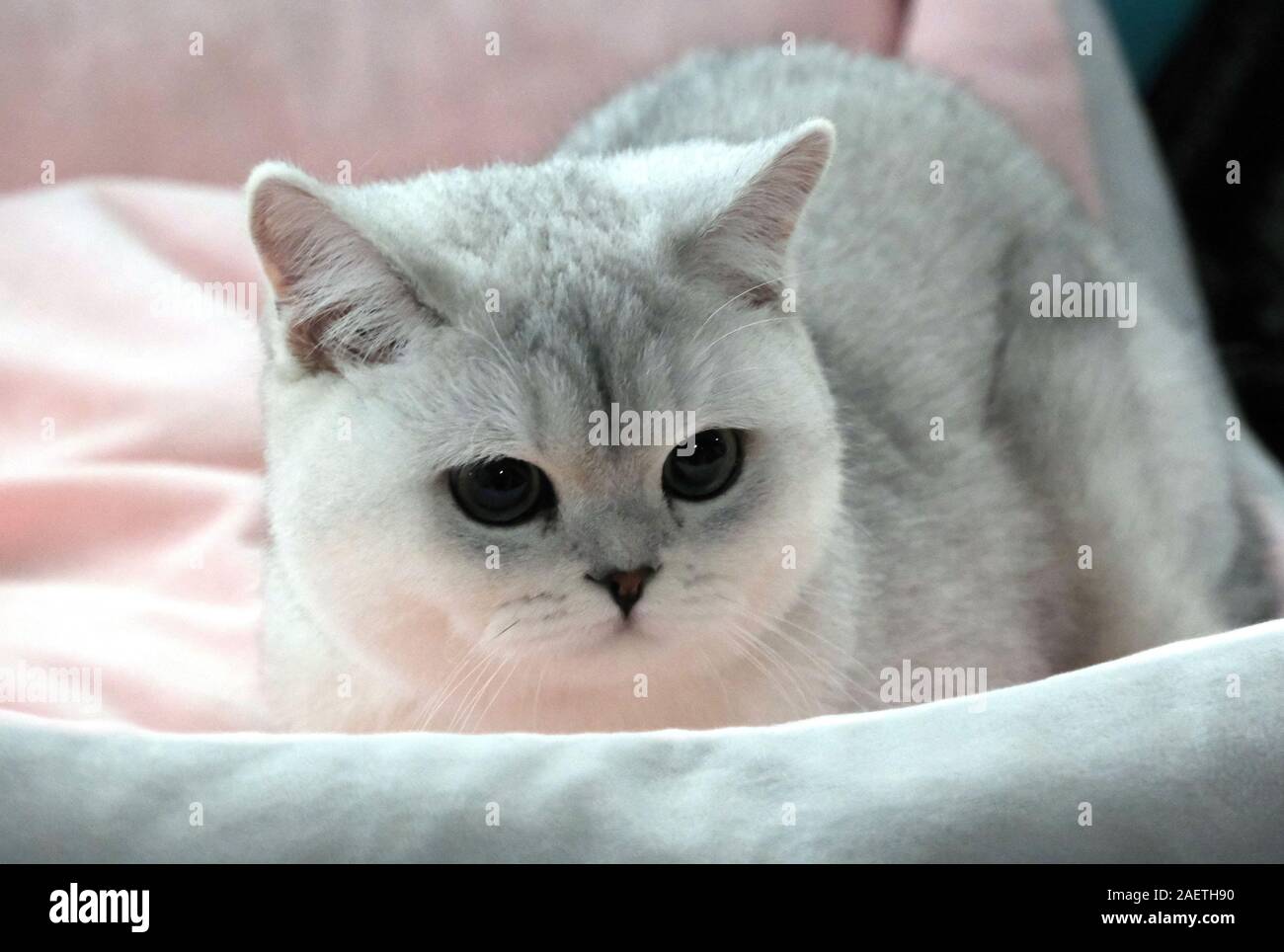 A pedigree cat which participates into LCA Cat Exhibition is shown in Shenyang city, northeast China's Liaoning province, 3 November 2019. *** Local C Stock Photo