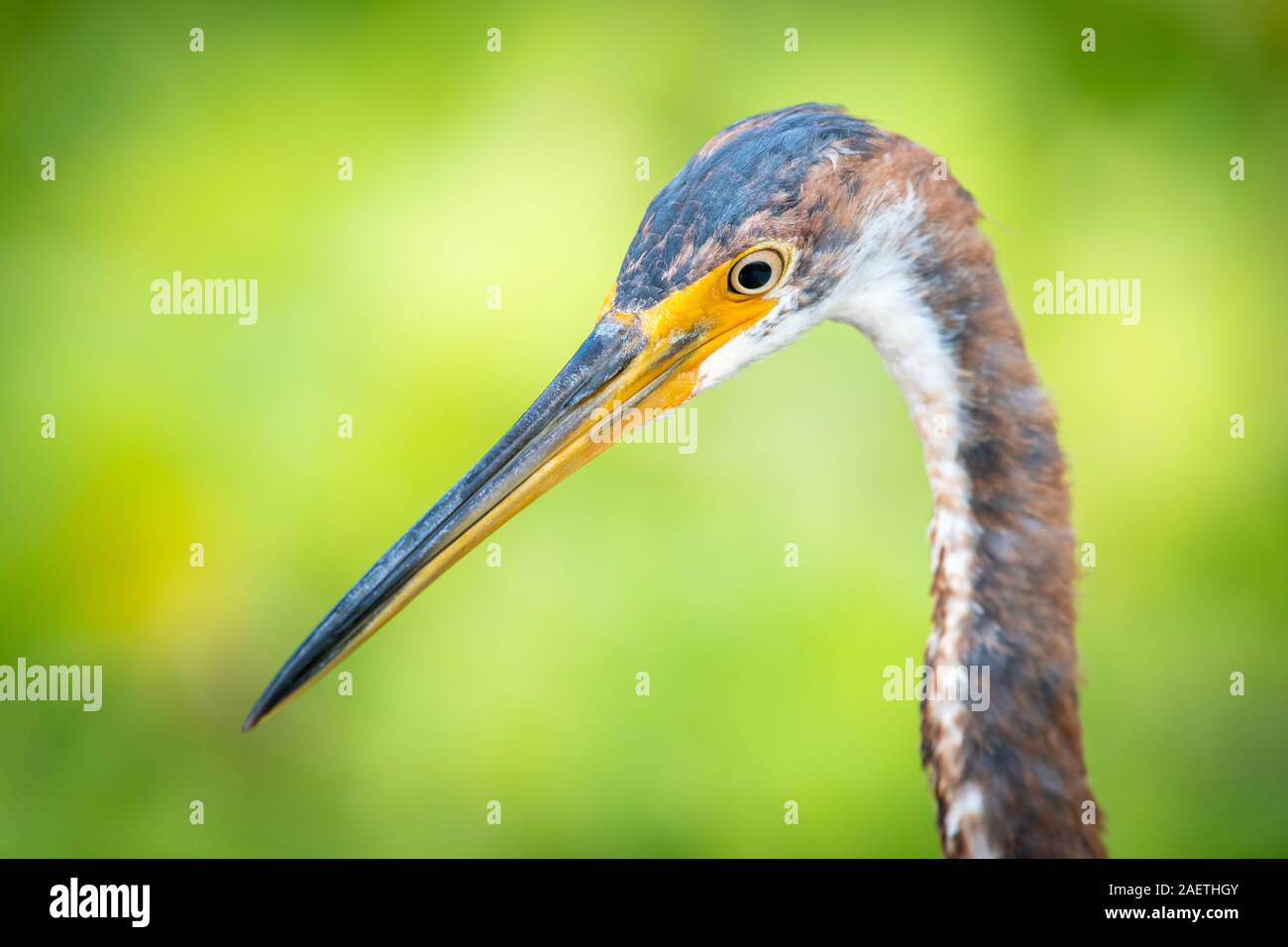 A majestic bird in Bird Rookery Swamp, Naples, Florida Stock Photo