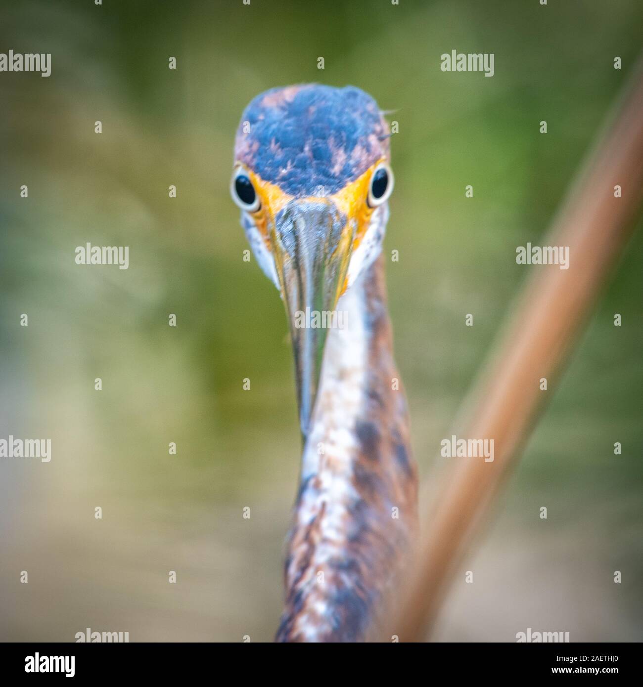 A majestic bird in Bird Rookery Swamp, Naples, Florida Stock Photo - Alamy