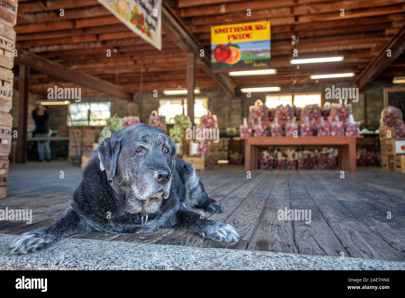 An elderly dog resting outside the store at Gardenhour Orchards, Smithsburg, MD Stock Photo