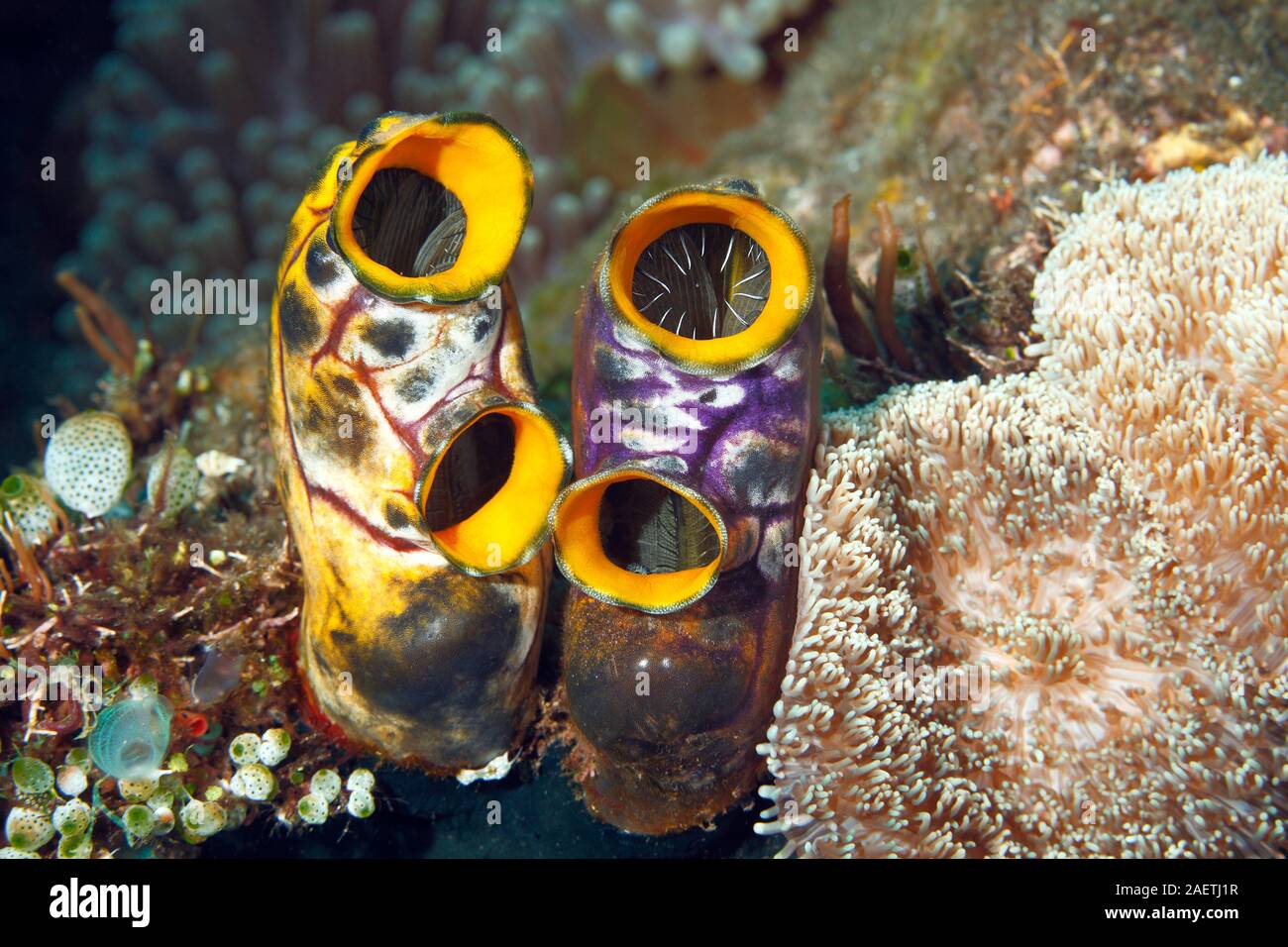 Ox Heart Ascidian, also known as Gold-mouth Sea Squirt or Ink-spot Sea Squirt, Polycarpa aurata. Tulamben, Bali, Indonesia. Bali Sea, Indian Ocean Stock Photo