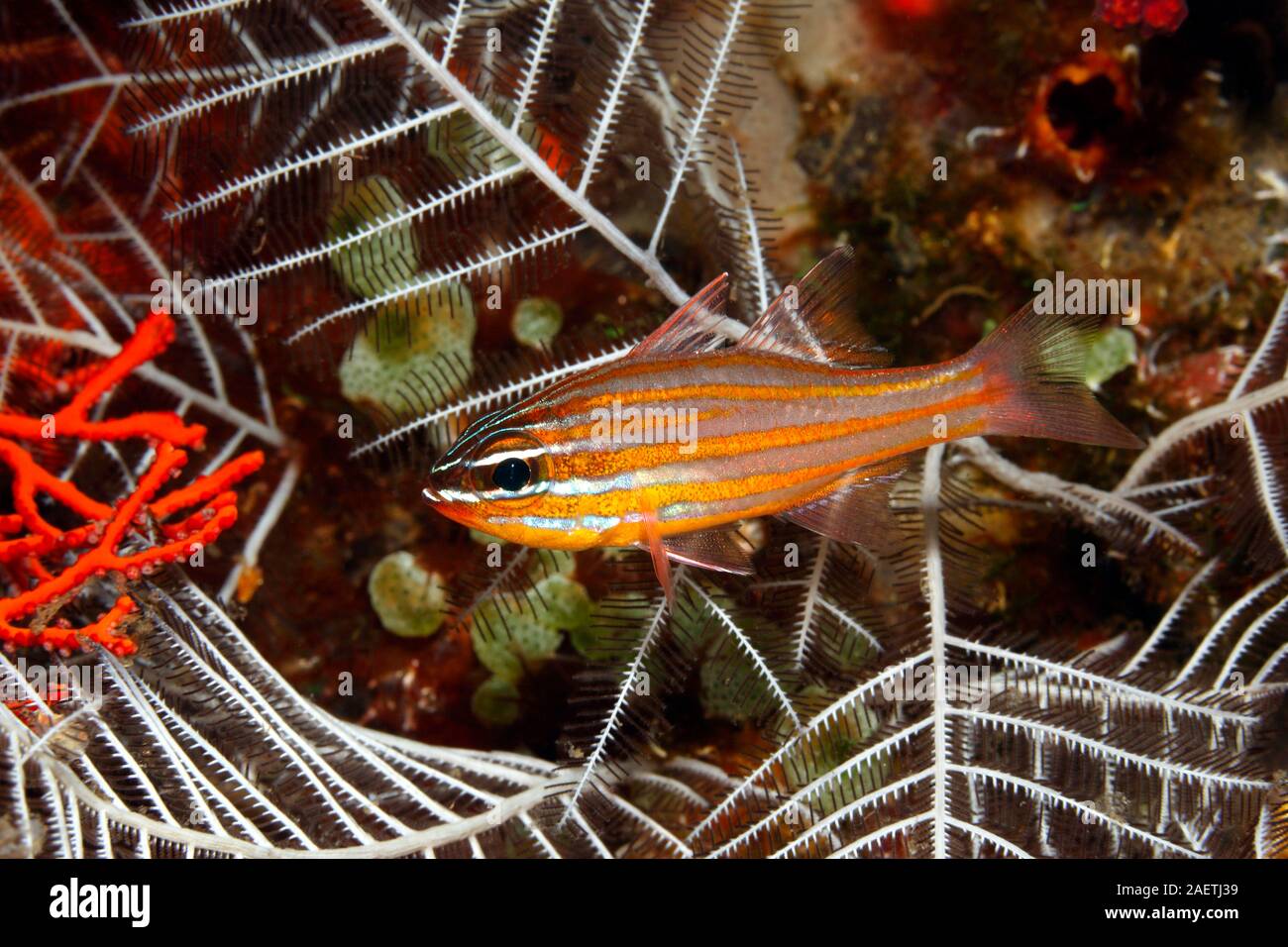 Yellowstriped Cardinalfish, Ostorhinchus cyanosoma. Previously Apogon cyanosoma.Tulamben, Bali, Indonesia. Bali Sea, Indian Ocean Stock Photo