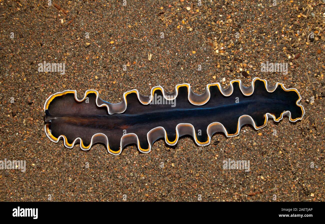 Marine Flatworm, Pseudobiceros hancockanus. Tulamben, Bali, Indonesia. Bali Sea, Indian Ocean Stock Photo