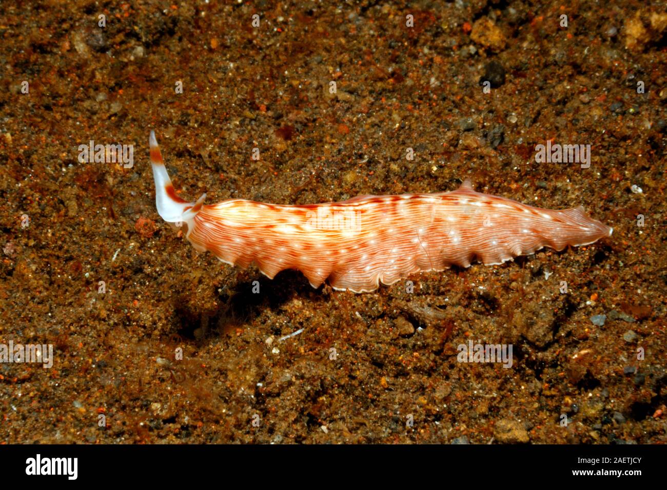 Marine Flatworm, Prostheceraeus sp. Tulamben, Bali, Indonesia. Bali Sea, Indian Ocean Stock Photo