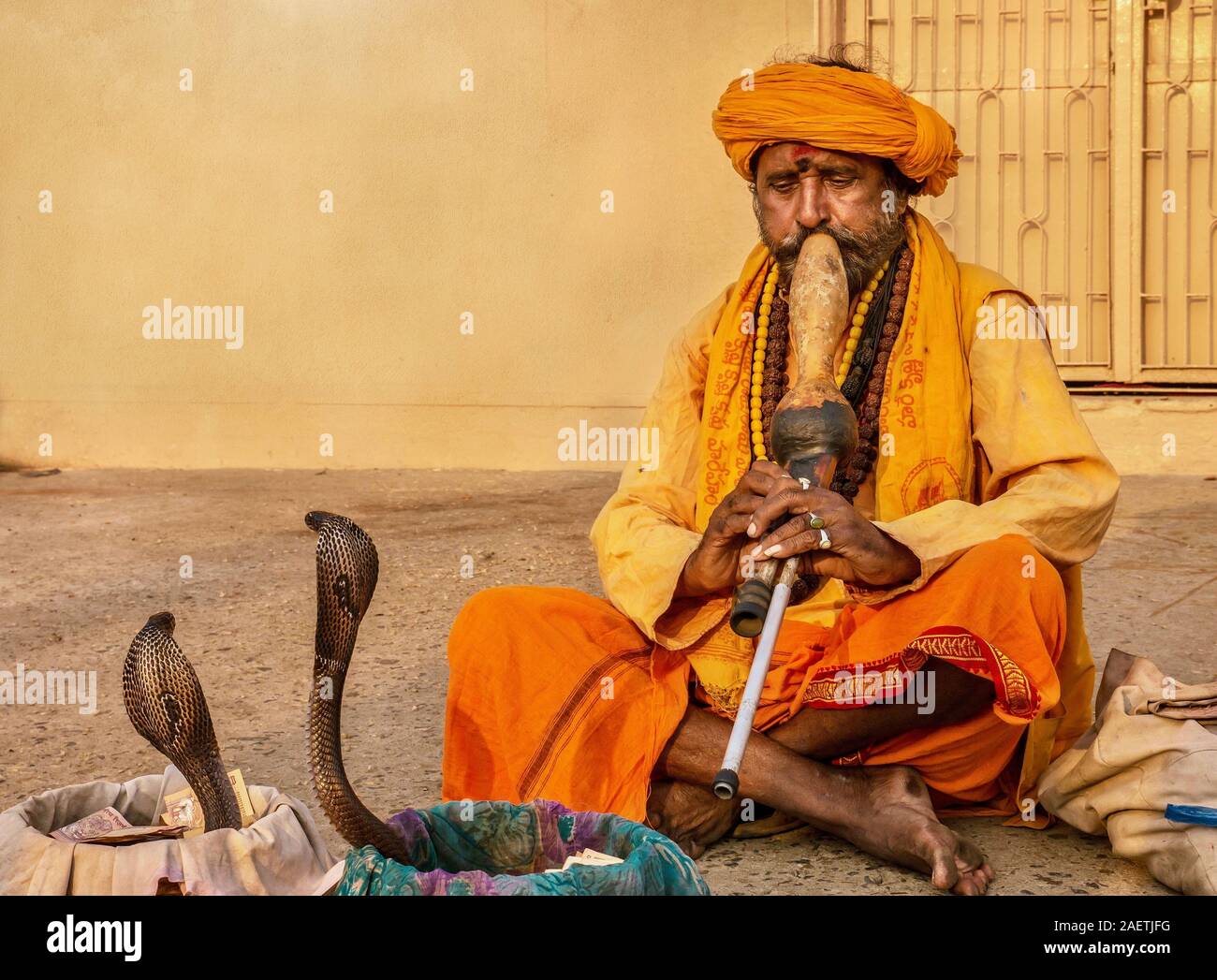 An Indian snake charmer is playing a traditional musical instrument called a pungi, hypnotizing two king cobra snakes in an ancient cultural ritual. Stock Photo